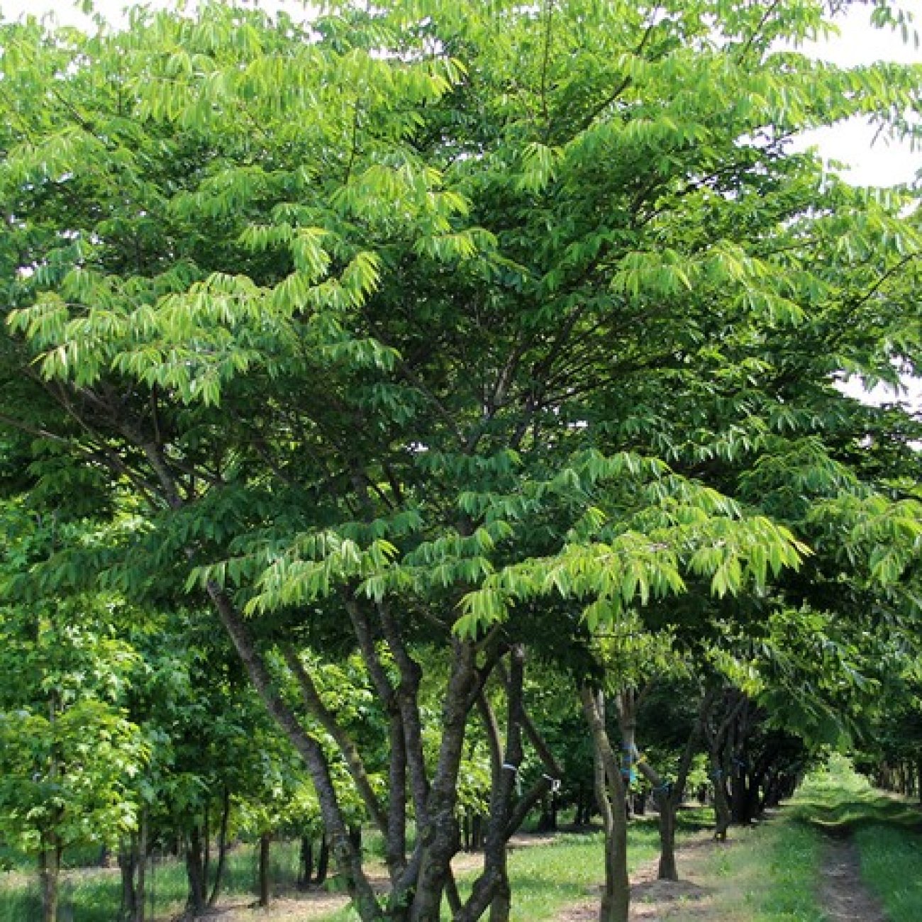 Obrázok Zelkova ostrolistá (Zelkova serrata) - výška 40-60 cm, kont. C3L